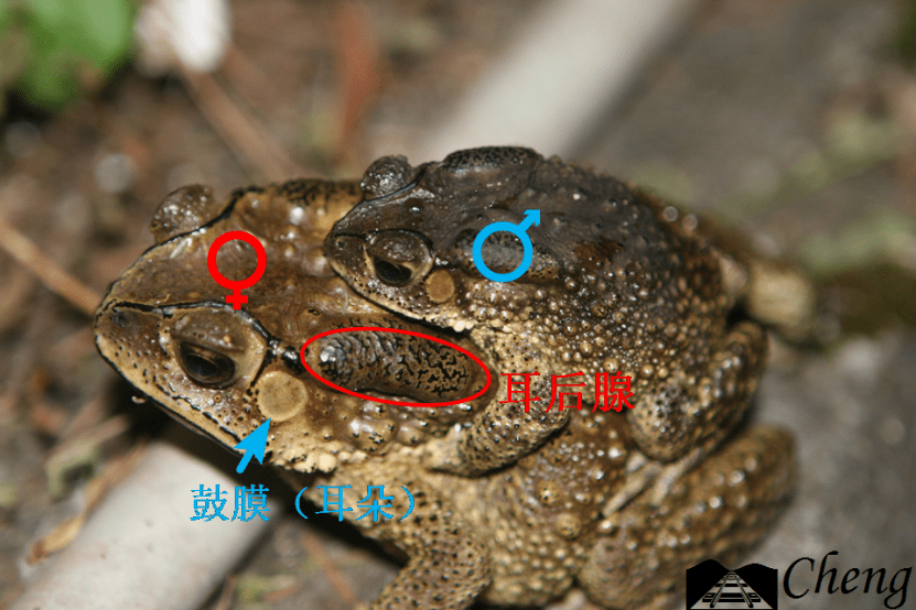 青蛙/蟾蜍鉴别高手速成手册