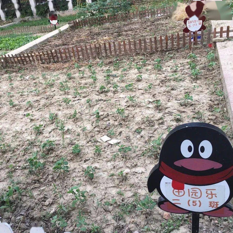 伍佑小学将开心农场搬进校园让学生体验劳动乐趣