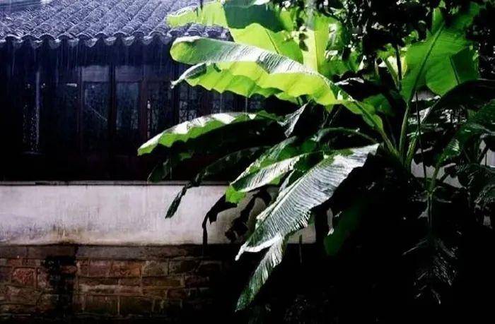 隔窗知夜雨,芭蕉先有声