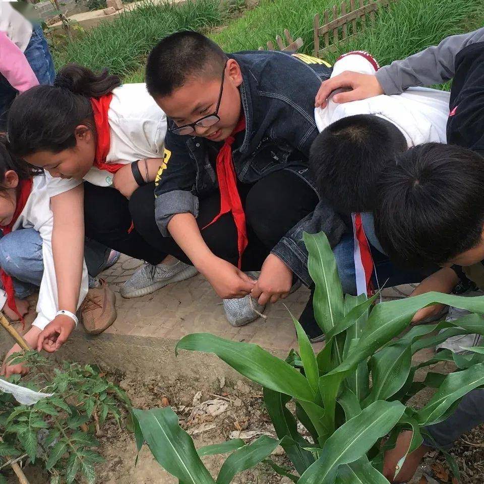 伍佑小学将开心农场搬进校园,让学生体验劳动乐趣