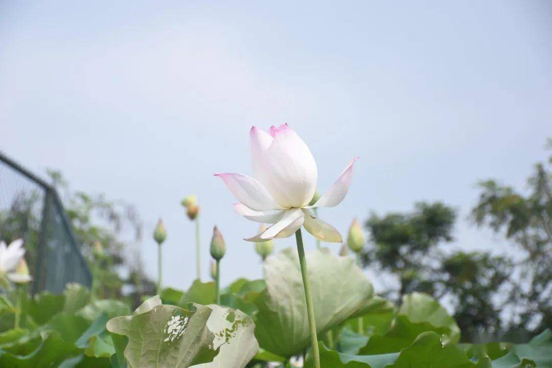 不枉小编有事没事就去看一看  拍到了它们最美丽的照片 片片荷叶