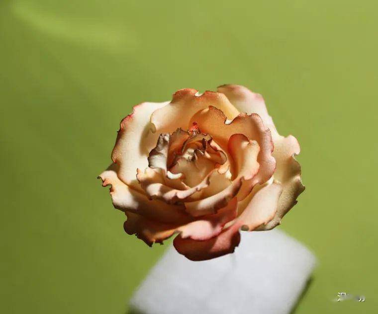 如何制作干玫瑰花瓣 1880359768f8414fbda27bbb7e91f9b4.jpeg