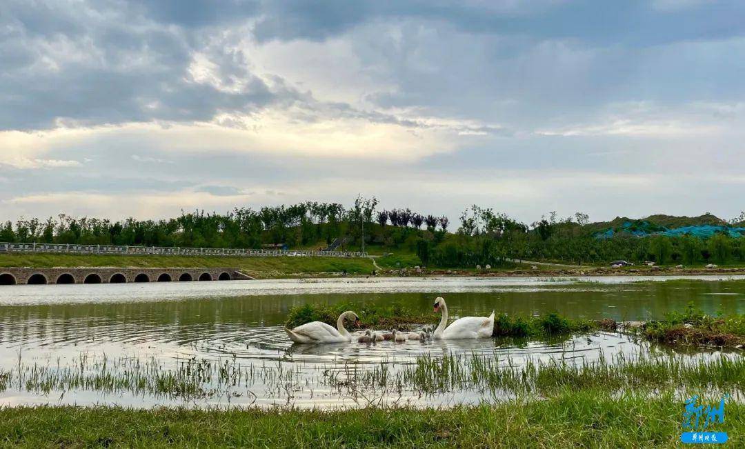 天鹅爱上郑州贾鲁河 高新区罕见一户"9只天鹅的大家庭