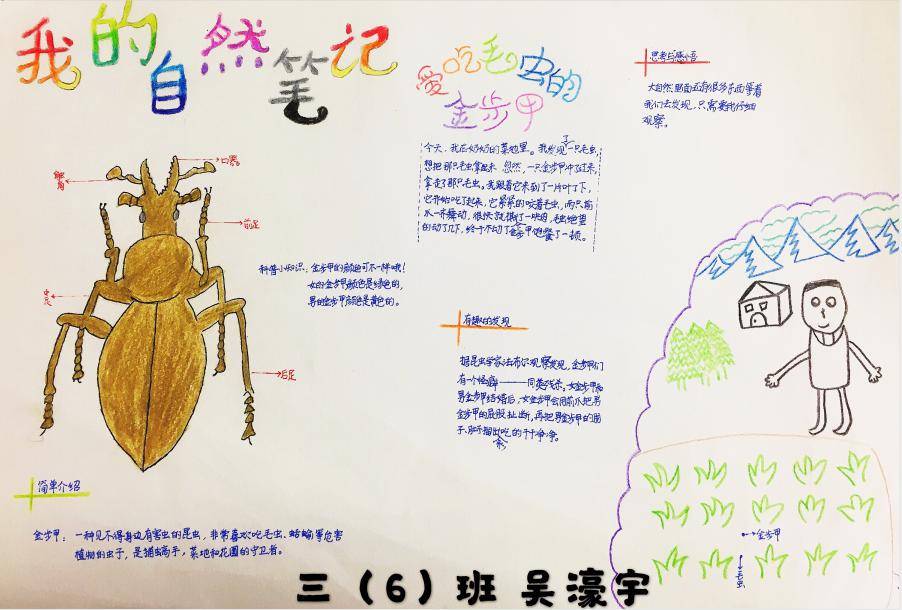 作者:吴濠宇 《爱吃毛虫的金步甲》班级:三(6)班8作者:汪钰涵《鸡的