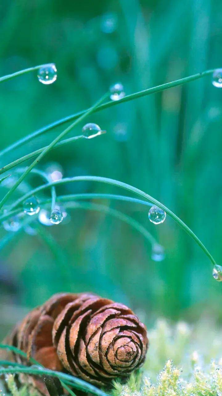 夏雨,落在了西湖里,是深情.