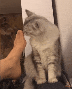 到底是两脚兽太臭还是猫咪太骚 其实这是猫咪的裂唇嗅反应 当猫咪