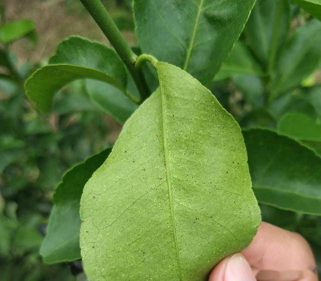 果树红蜘蛛打不死,用这个新药,一遍就能杀干净,持效期