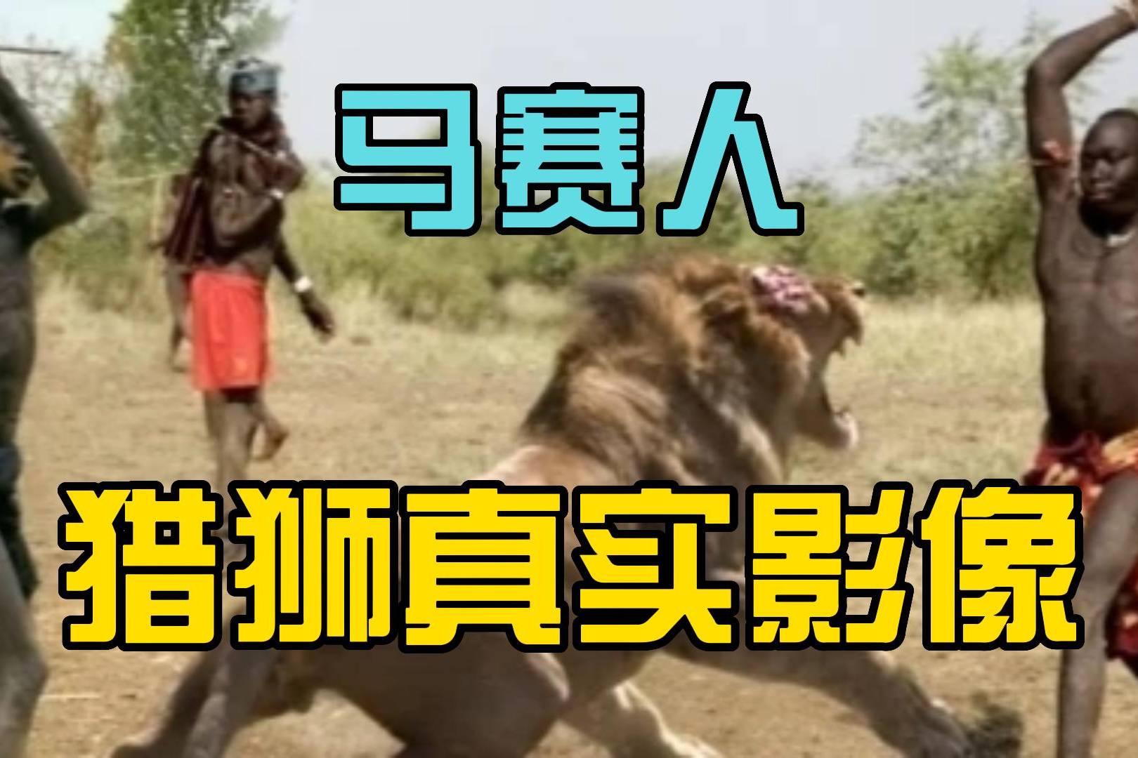 1908年非洲马赛人猎狮实录雄狮是真勇猛被射成了豪猪太惨了