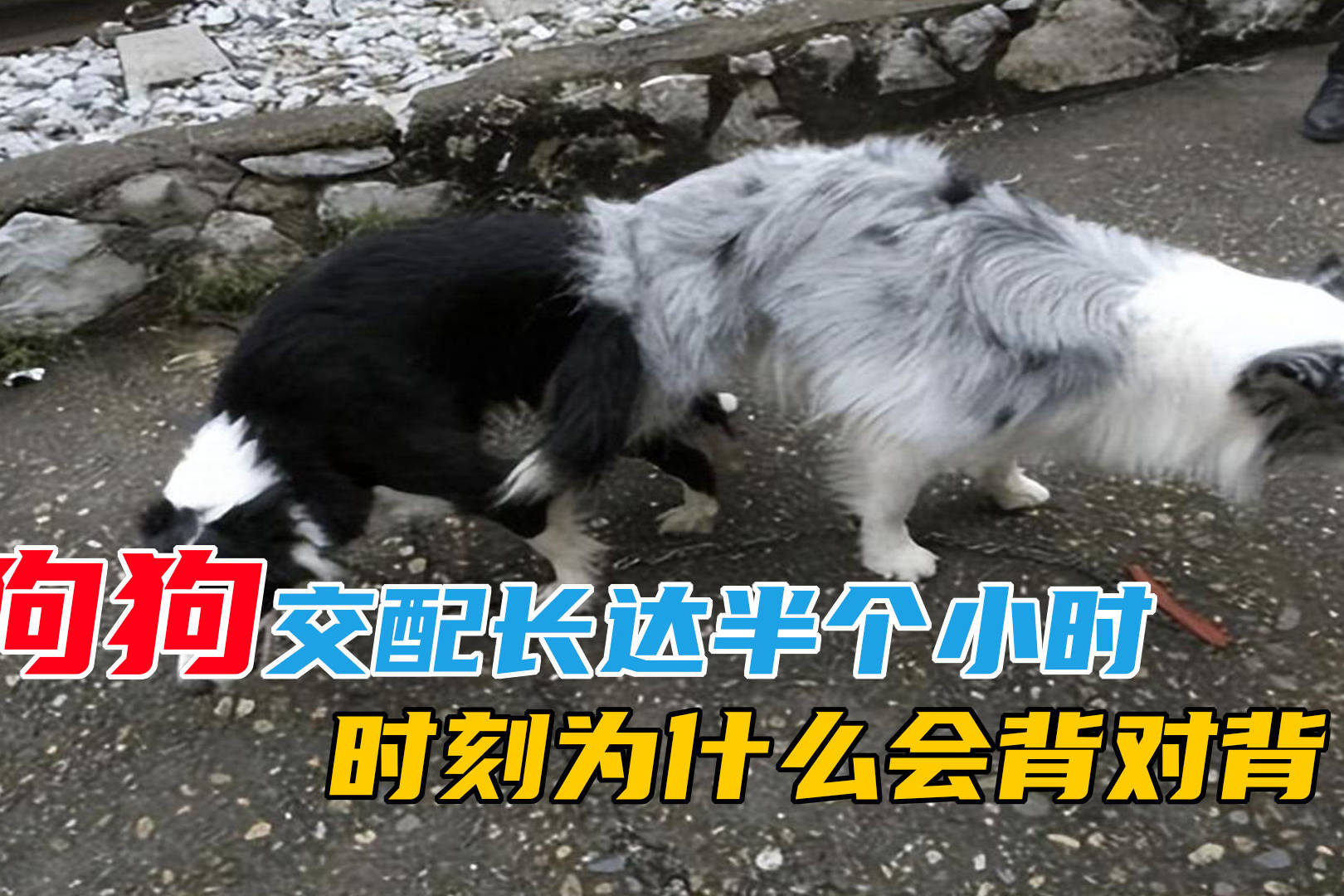 你看过狗狗交配吗长达半个小时的“羞羞”时刻为什么会背对背-频道-手机搜狐