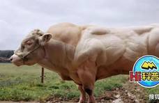 魔鬼筋肉牛一天能长3斤肉，人类改造的“畸形”产物，你敢吃吗？