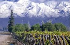 新世界葡萄酒众多，智利为何能占据C位？