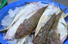 此鱼长相丑陋，我国3元1斤很少人吃，出口日本成“高档鱼”