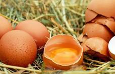 常吃鸡蛋对人体有4大好处，蛋黄和蛋白营养不同，该如何选择？