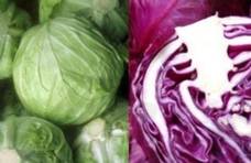 紫包菜和青包菜，一个是网红一个是平凡，到底区别在哪？