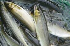 自带香味的鱼，不去内脏就能吃，在日本被称“淡水鱼之王”