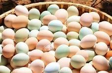 白壳鸡蛋、黄壳鸡蛋、绿壳鸡蛋和土鸡蛋有什么区别？哪个营养更好