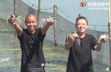 阳澄湖大闸蟹昨日开捕，那我这几天吃的是去年的？