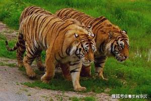 天生"少奶奶命"的三生肖,脾气暴躁像"母老虎",却意外很旺夫