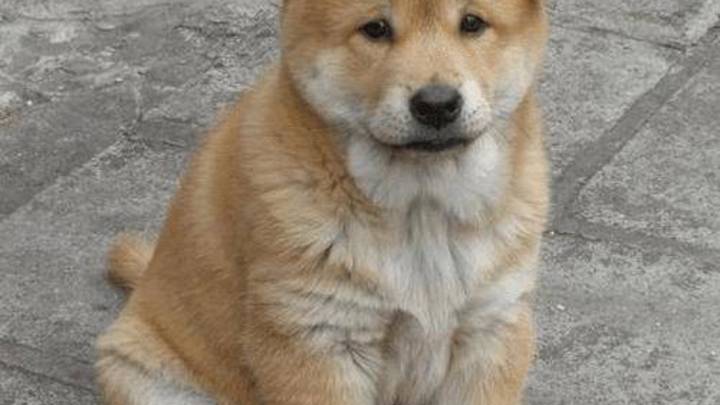 你觉得中华田园犬可以去当警犬吗?