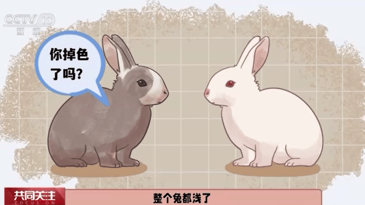 守株待兔,兔子撞树是困的吗?