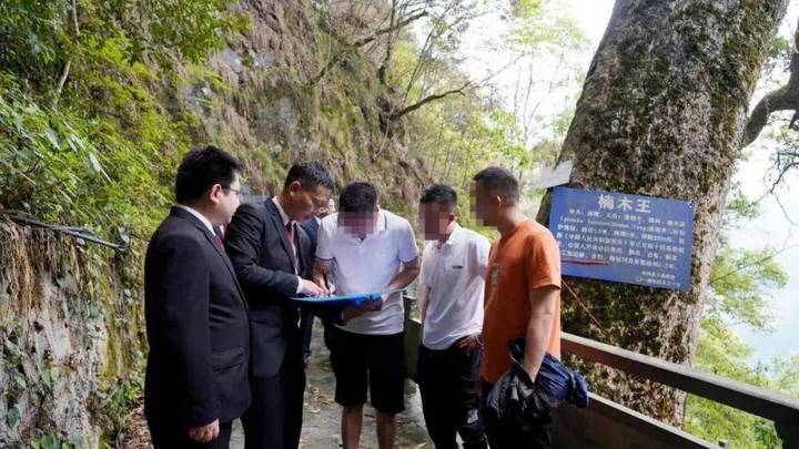 古楠木王被盗,涉案人需缴29万救治费,应该追究其刑事责任吗?