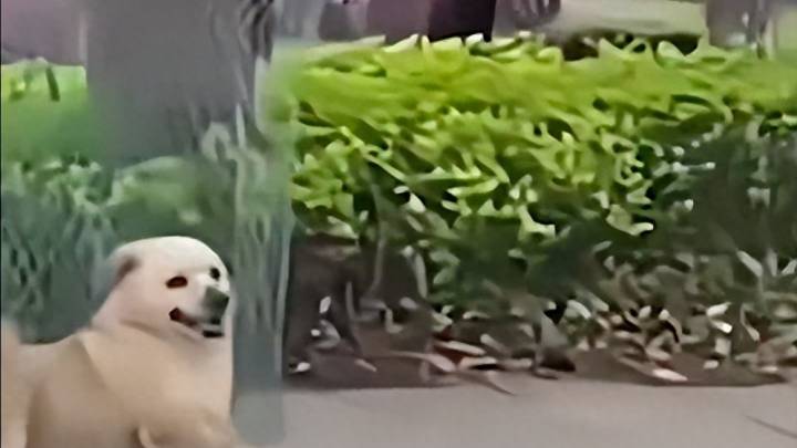 重庆高校学生被追赶,保安对狗驱赶,过程中致其死亡,你怎么看?