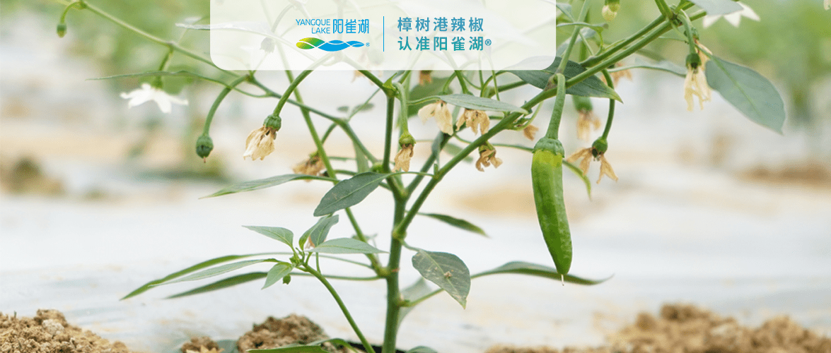 不是所有樟树港辣椒都叫阳雀湖樟树港辣椒