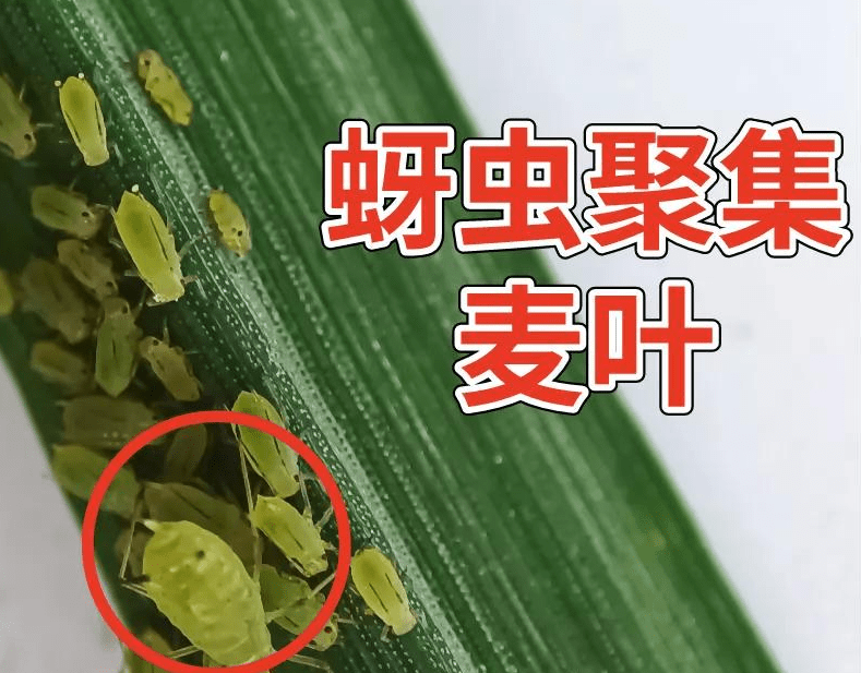 快看4月已到小心蚜虫小麦桃树西瓜柑橘等要重点关注