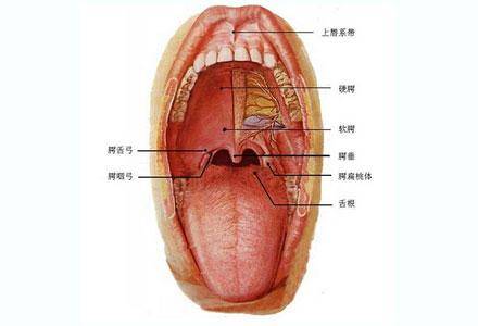 口腔癌开始于脸颊内侧或牙龈上的白斑,或长期口腔溃疡.