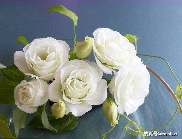 欣赏洋桔梗花