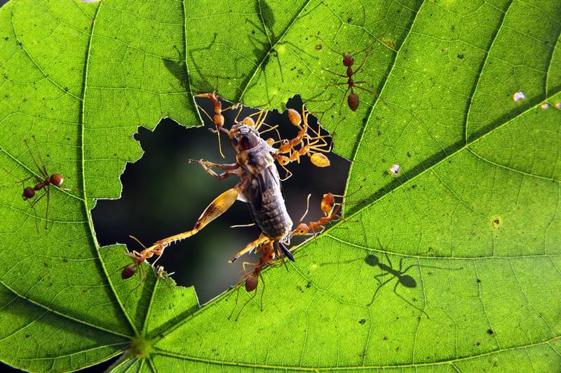 原创微距生态摄影 | 春天来了,拍拍虫虫的世界