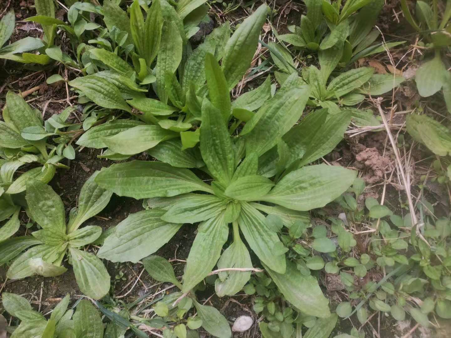 谷雨前后车前草生长季节也是保养肝的黄金时期