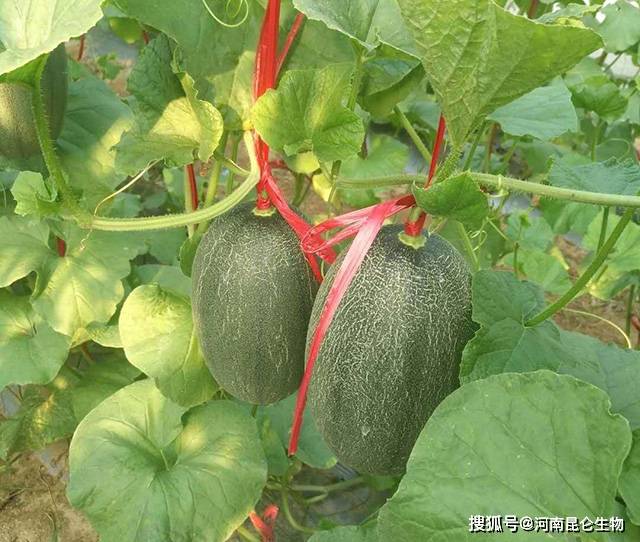 7,整枝疏果 哈密瓜整枝可以促进坐果,一般当幼果长至鸡蛋大小时,对其