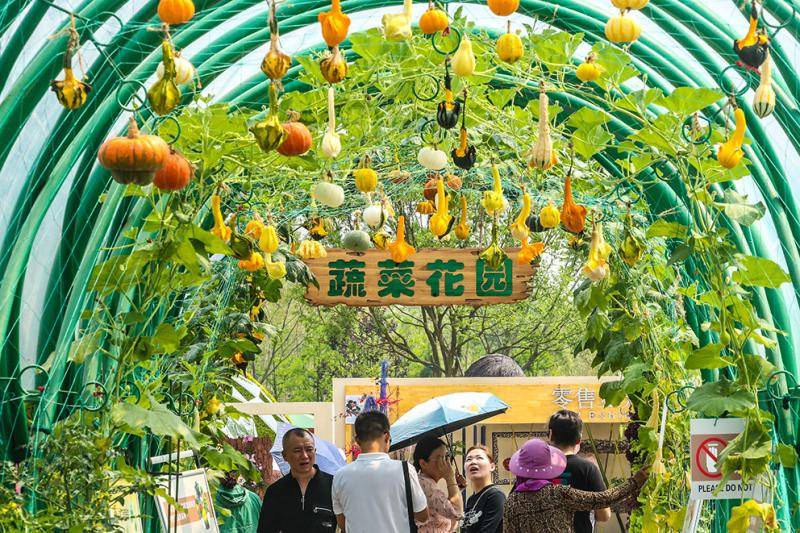 蔬菜展园是上海市农业科学院专家以"蔬菜花园·可食用的景观"为主题