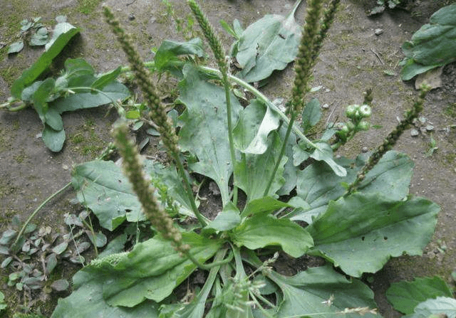 农村常见的抗癌野菜,功效比蒲公英还要好,你肯定不知道!