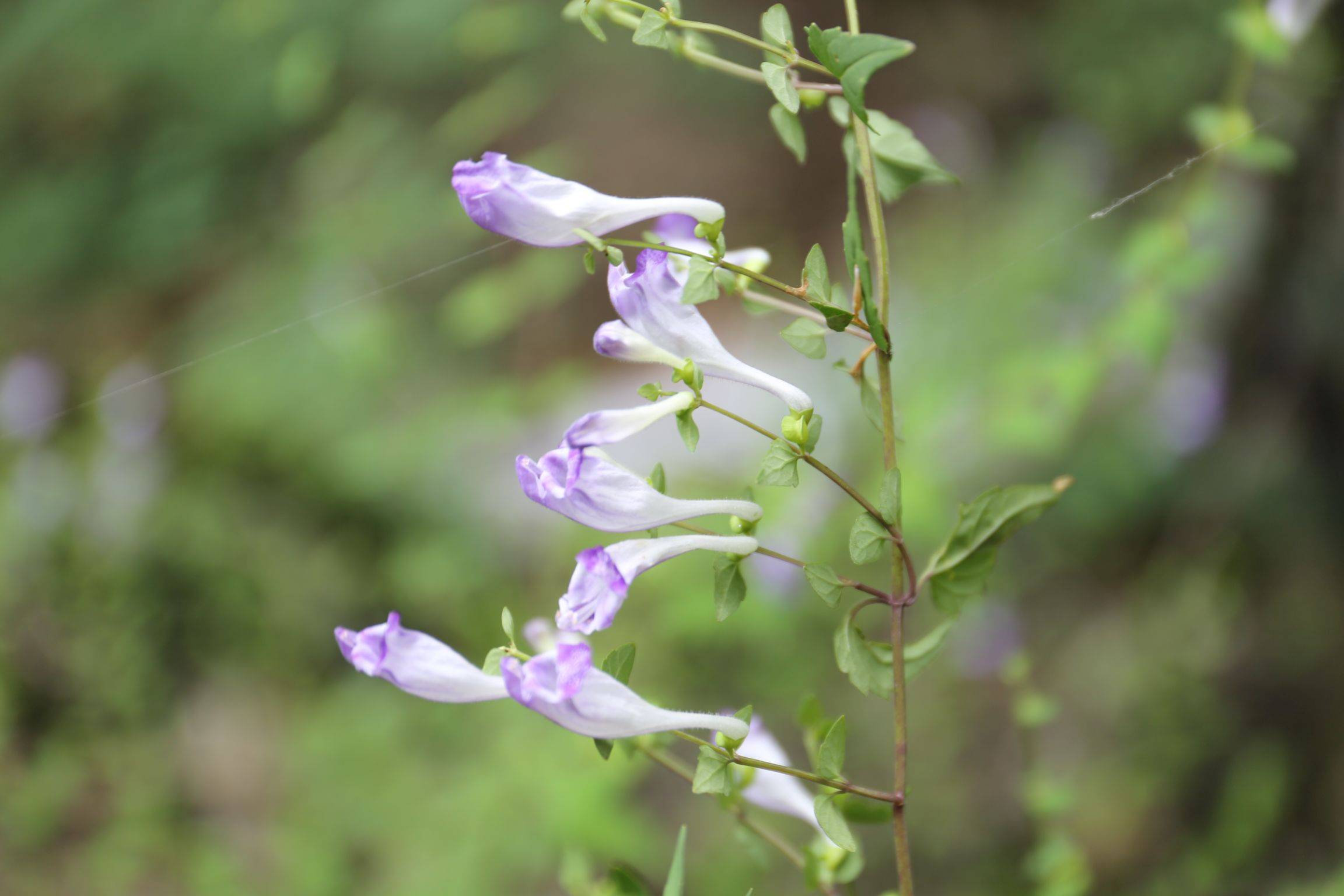 庆元植物1405-唇形科-黄芩属-岩藿香