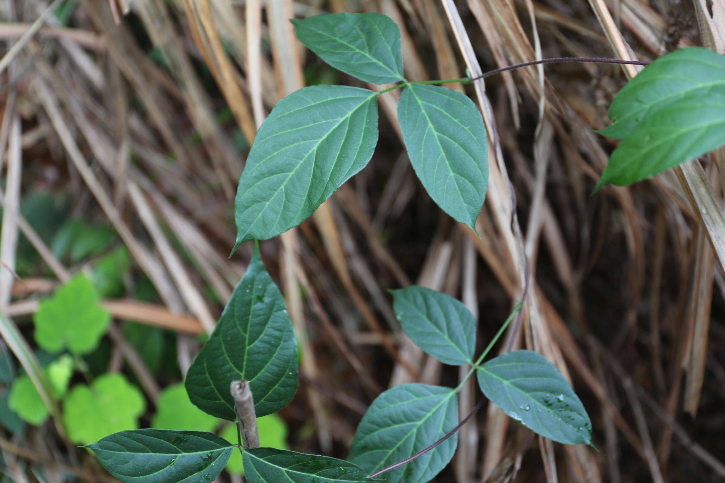 庆元植物1407豆科土圞儿属土圞儿