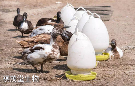 提高蛋鸭产蛋率的方法,怎样提高蛋鸭产蛋率?