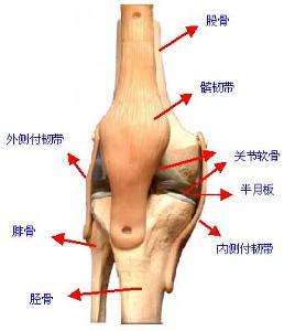 半月板损伤表现_关节