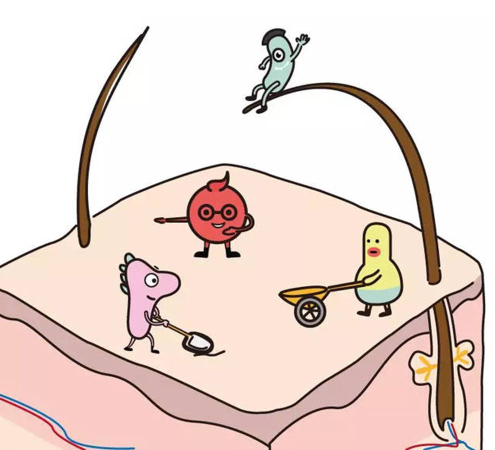 人体皮肤菌群重建技术迎来全新突破