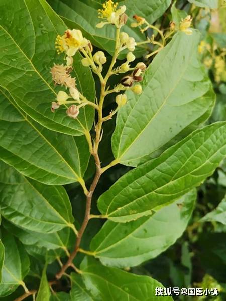 椴树科,灌木或小乔木 别名:布渣叶(药材名),薢宝叶.