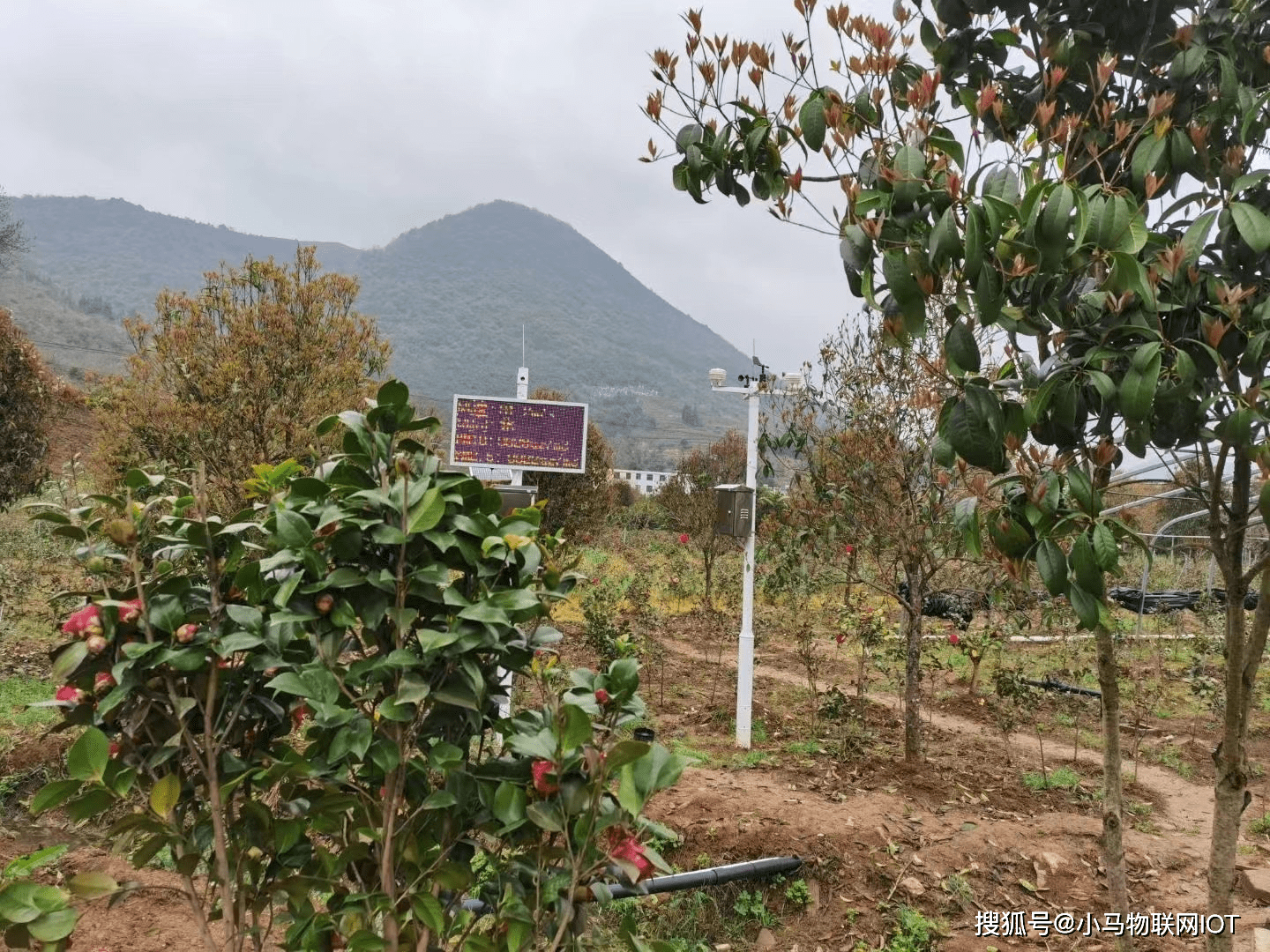 智慧果园解决方案推动果园高效管理科学种植小马智农