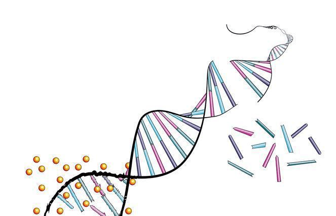 实事求是的讲,现代科学根本还没有搞明白八因子是人体哪个器官造出来