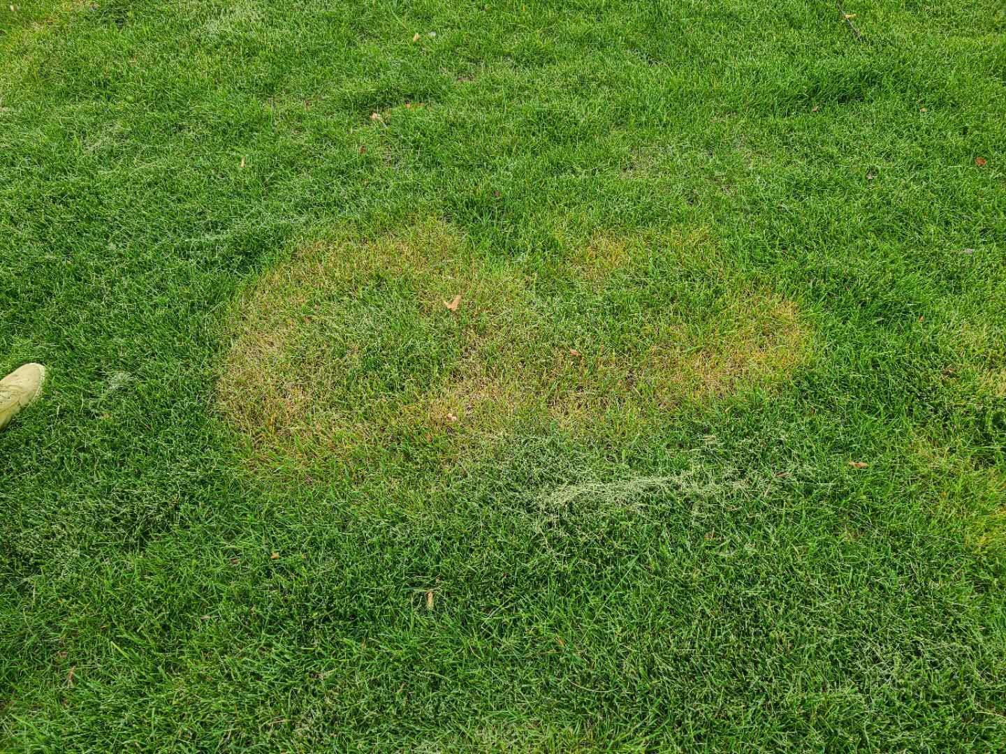7-8月草坪病害防治攻略--草坪突然出现发黄枯死有腐霉味-草坪病害防治