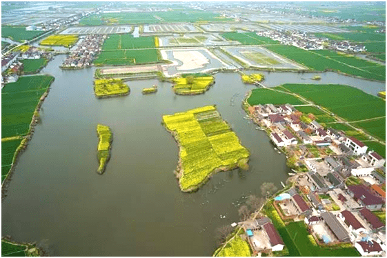 路长风采录:心如皓月写忠诚—记海安市白甸镇牧原大道路长卢忠皓