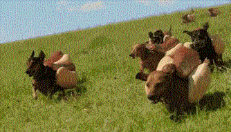 搞笑gif:小姐姐们,你们是怎么养成的这样好的身材