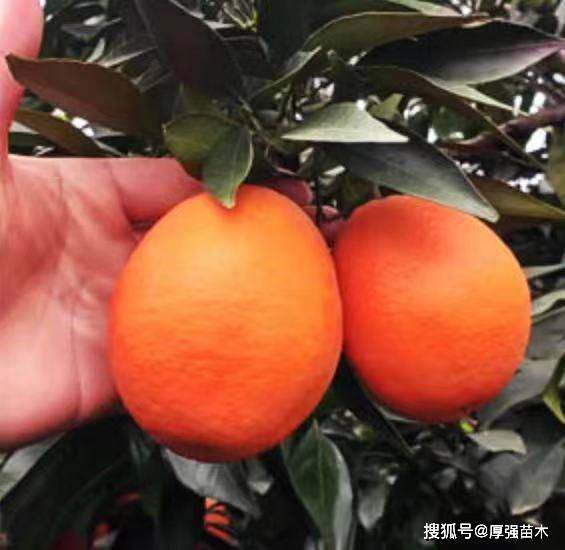 丑美人柑桔苗好不好,丑美人苗怎么种植?