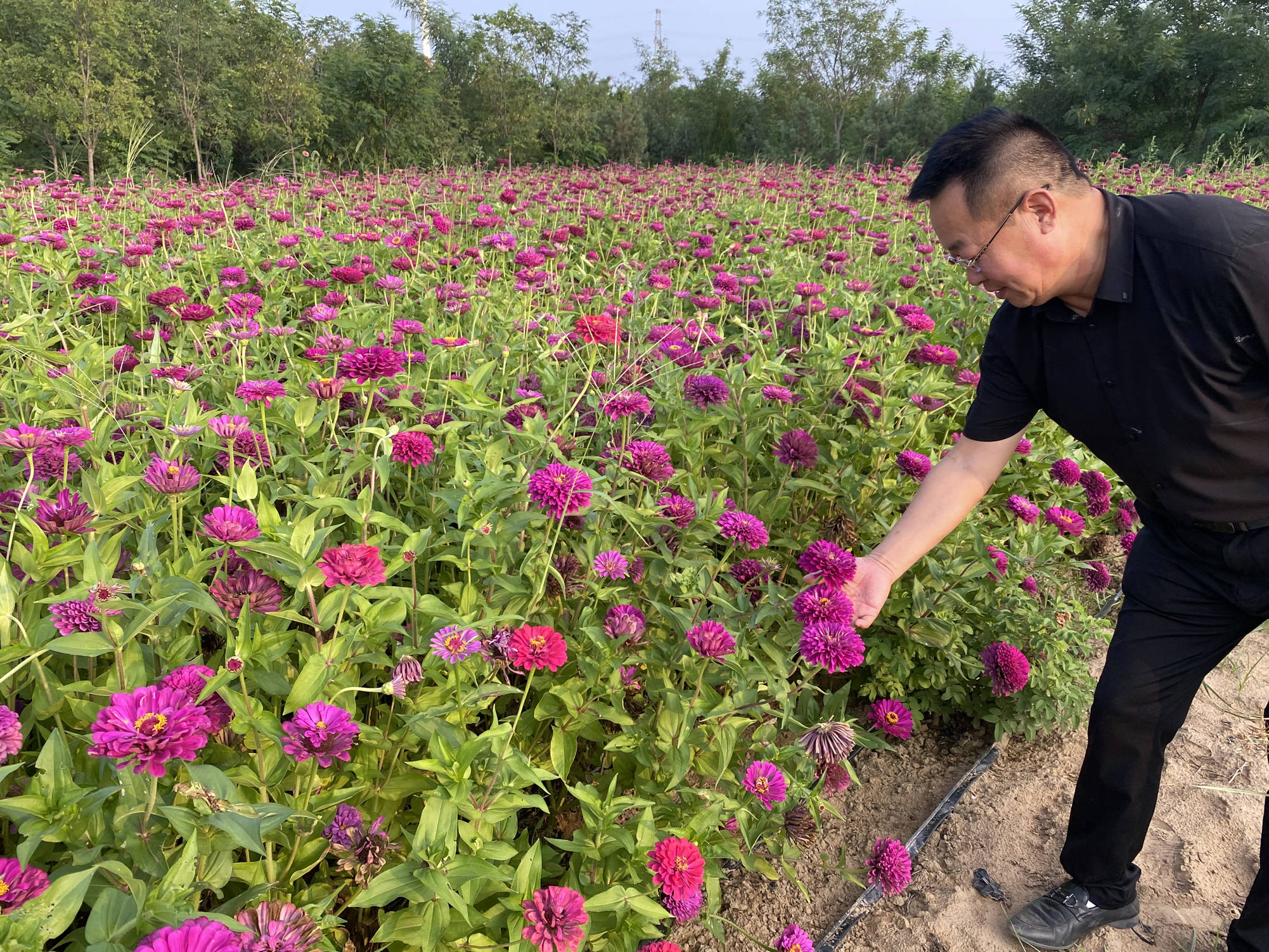 线上赏花:大荔官池牡丹园许你一个五彩斑斓的"花花世界"