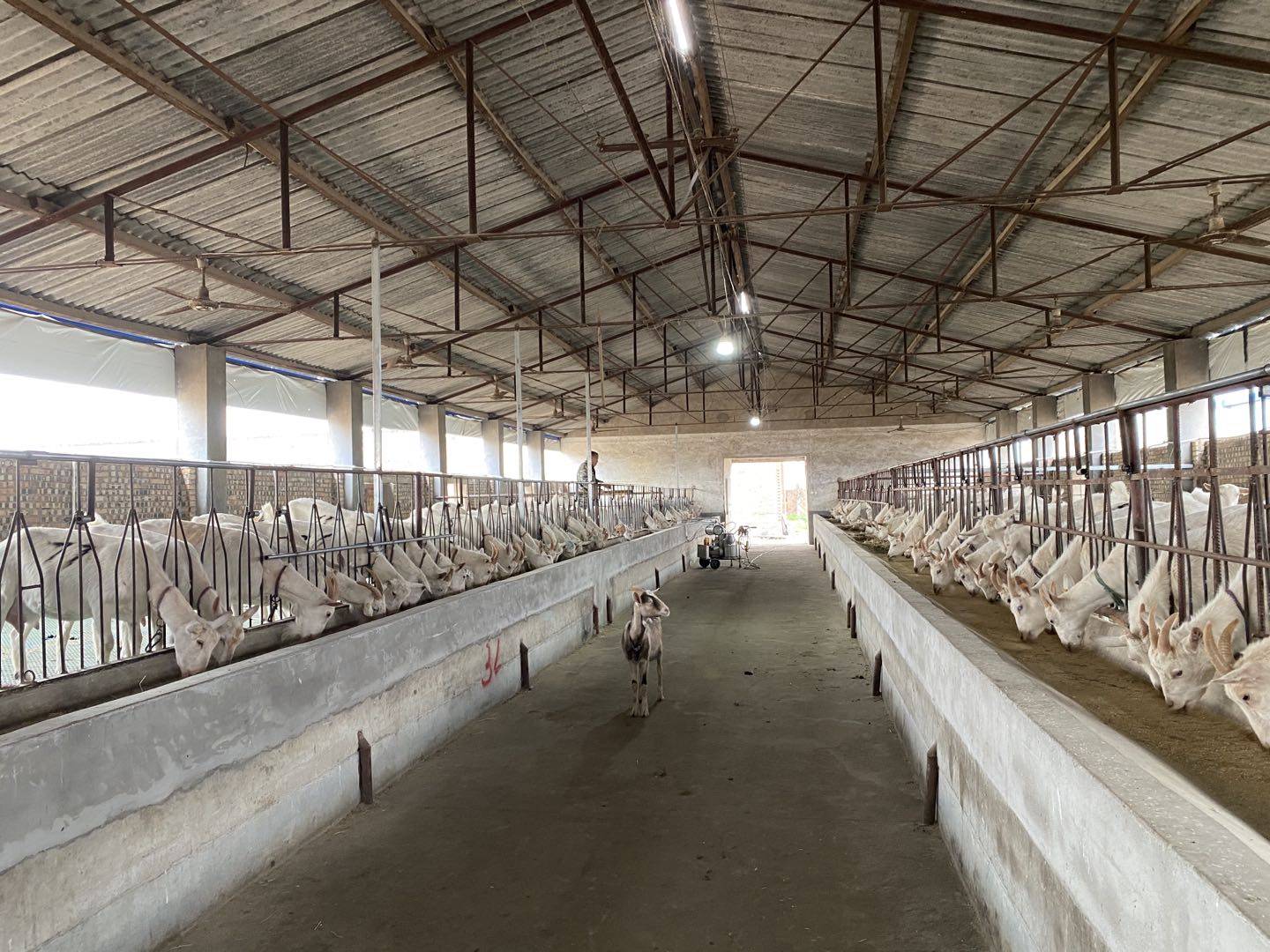 标准化示范养殖场——临潼区季虎奶山羊专业合作社