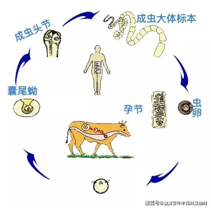 记住驱虫三原则!